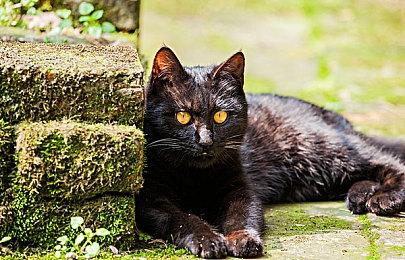 《猎天使魔女3》首批媒体评分出炉 GameSpot 9分